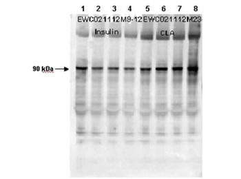 GYS1 Antibody