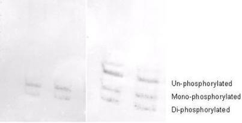 Myosin phospho S19/phospho S20 Antibody