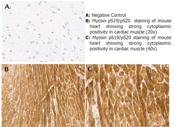 Myosin phospho S19/phospho S20 Antibody