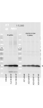 Myosin phospho S19/phospho S20 Antibody