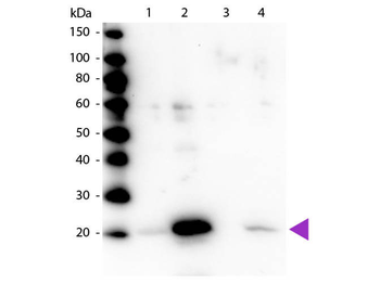 Myosin phospho S19/phospho S20 Antibody