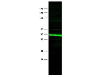 Ppard Antibody