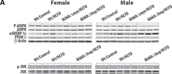 Ppard Antibody