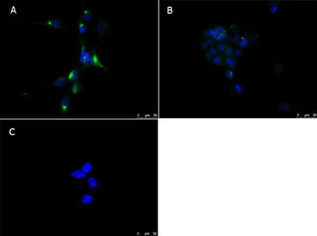 PPAR alpha Antibody