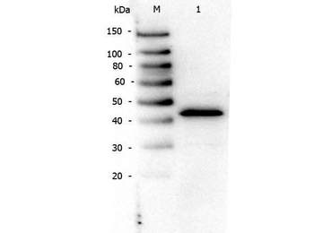 PPAR alpha Antibody
