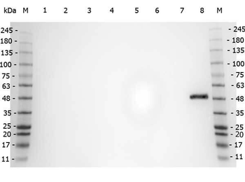 PPAR alpha Antibody
