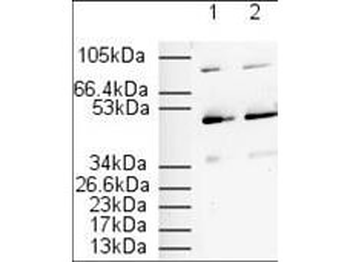 PPAR alpha Antibody