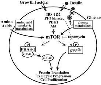 mTOR phospho S2448 Antibody