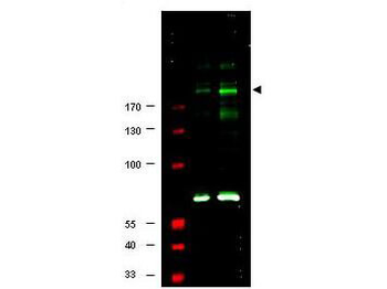 IRS1 Antibody