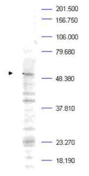 PLK1 phospho T210 Antibody