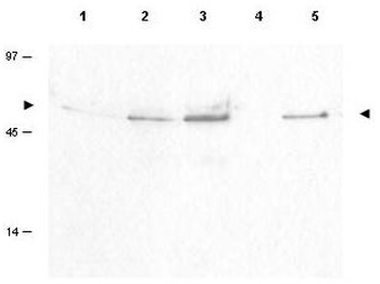 CCNB1 Antibody