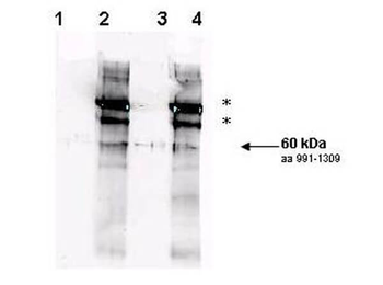 RAD9 Antibody
