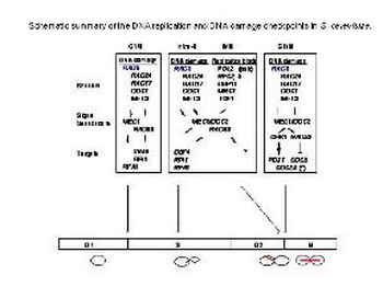 RAD9 Antibody