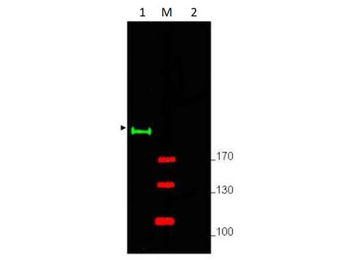 Gli2 Antibody
