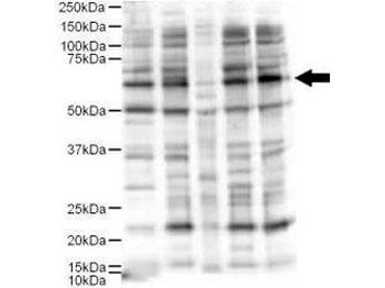 AJUBA Antibody