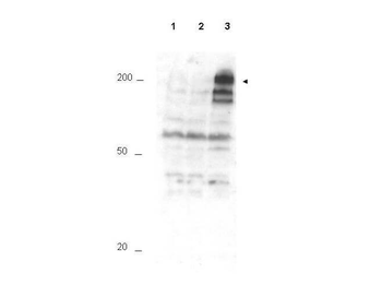 ANAPC1, TSG24 Antibody