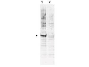 CDC16 Antibody