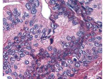 ANAPC1 Antibody