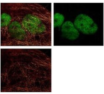 HDAC1 Antibody