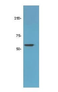 HDAC1 Antibody