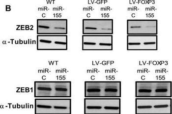 Alpha-Tubulin Antibody