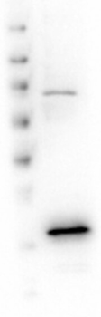 VDAC1 Antibody