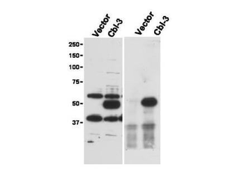 CBLC Antibody