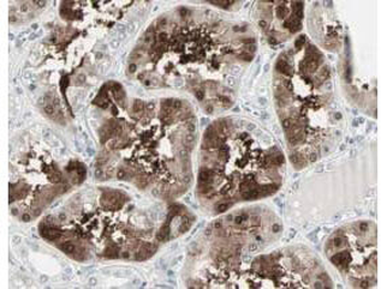 CBLC Antibody