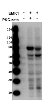 MARK2 Antibody