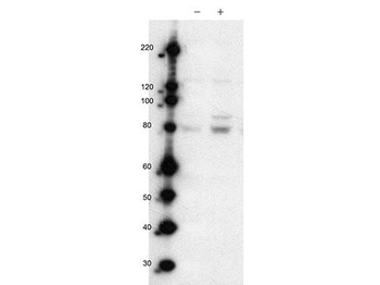 MARK2 Antibody