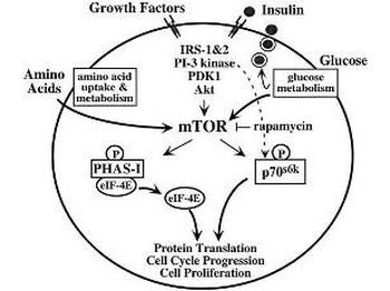 mTOR Antibody