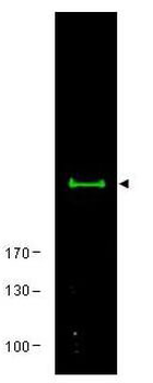 mTOR Antibody