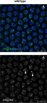 Histone H2AvD phosphoS137 Antibody