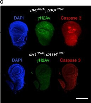 Histone H2AvD phosphoS137 Antibody