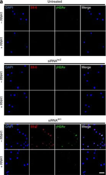 Histone H2AvD phosphoS137 Antibody
