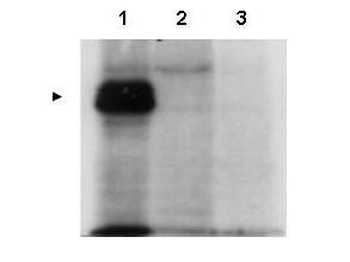 CENPU Antibody