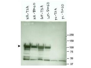 HSP90 alpha Antibody