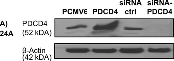 Pdcd4 phospho S457 Antibody