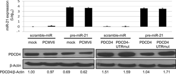 Pdcd4 phospho S457 Antibody