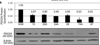 Pdcd4 phospho S457 Antibody