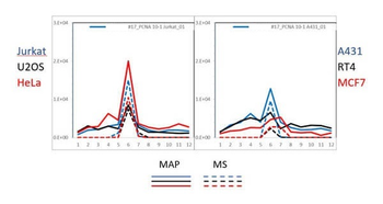 PCNA Antibody