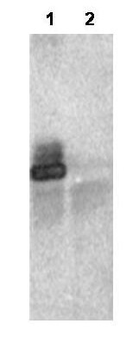 RNF25 Antibody