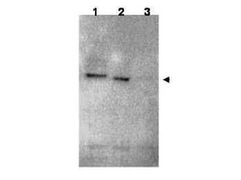 RNF25 Antibody