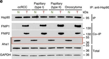 AHA1 Antibody