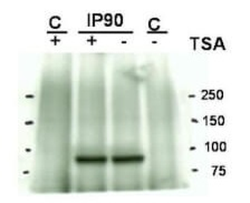 HSP90 K294 Antibody
