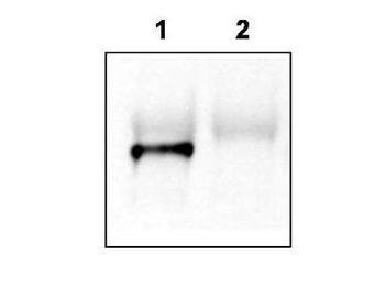 Grasp Antibody