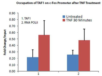TAF1 Antibody