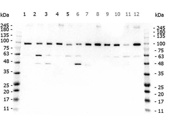 TAF1 Antibody