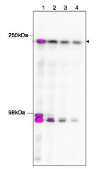 TAF1 Antibody