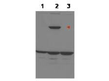 PPP1R13B Antibody